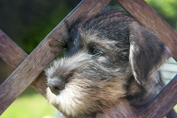 Wall Mural - Schnauzer puppy playing in the garden