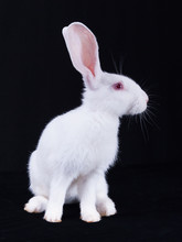 Young White Rabbit In Profile On A Black Background