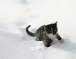  Black kitten on a white snow