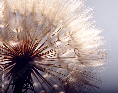 Obraz w ramie big dandelion on a blue background