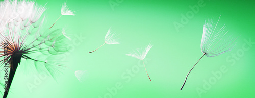 flying dandelion seeds on a green background