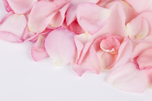 Macro Shot Of Beautiful Pink Rose Petals On The White Background