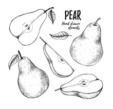 Hand Drawn Vector Illustration - Set Of Slices Pear, Pears And Leaves. Design Elements In Sketch Style. Perfect For Menu, Cards, Posters, Prints, Packaging Etc
Sliced Pears.