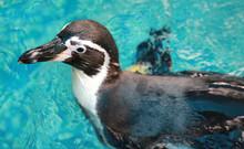 Humboldt Penguin (Spheniscus Humboldti) Swimming