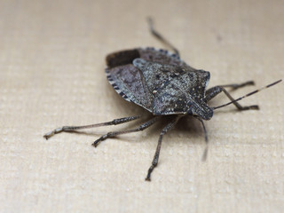 Wall Mural - brown marmorated stink bug insect animal