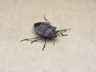 Wall Mural - brown marmorated stink bug insect animal