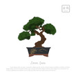 Bonsai tree in pot on white background. Text in japanese: 