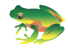 Frog Vector Toad Green Small Illustration Zoo