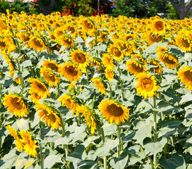 Sunflower field