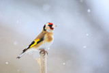 Fototapeta  - small bird European goldfinch in winter