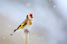 Small Bird European Goldfinch In Winter