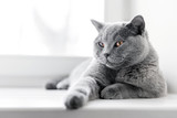 Fototapeta Koty - Noble proud cat lying on window sill. The British Shorthair