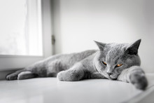 Noble Proud Cat Lying On Window Sill. The British Shorthair