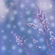 Zimowy poranek - zimowe rośliny w pastelowych kolorach