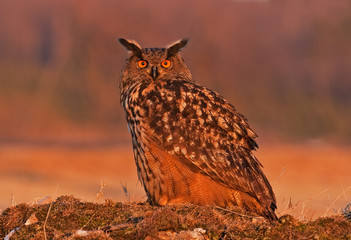  Eurasian eagle-owl, bubo bubo, Czech republic