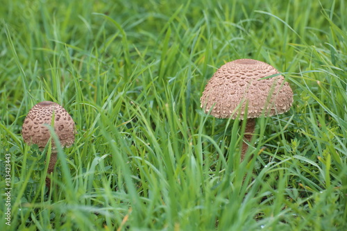 Fotografie, Obraz Small and big fruit body of parasol mushroom (Macrolepiota procera) in grass