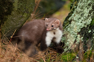 Wall Mural - beech marten, martes foina, Czech republic