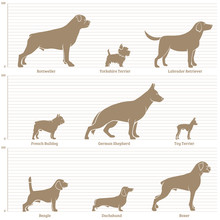Dogs On The Dimensional Scale. Vector Illustration.