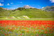 Castelluccio in a blooming field of poppies, Italy
