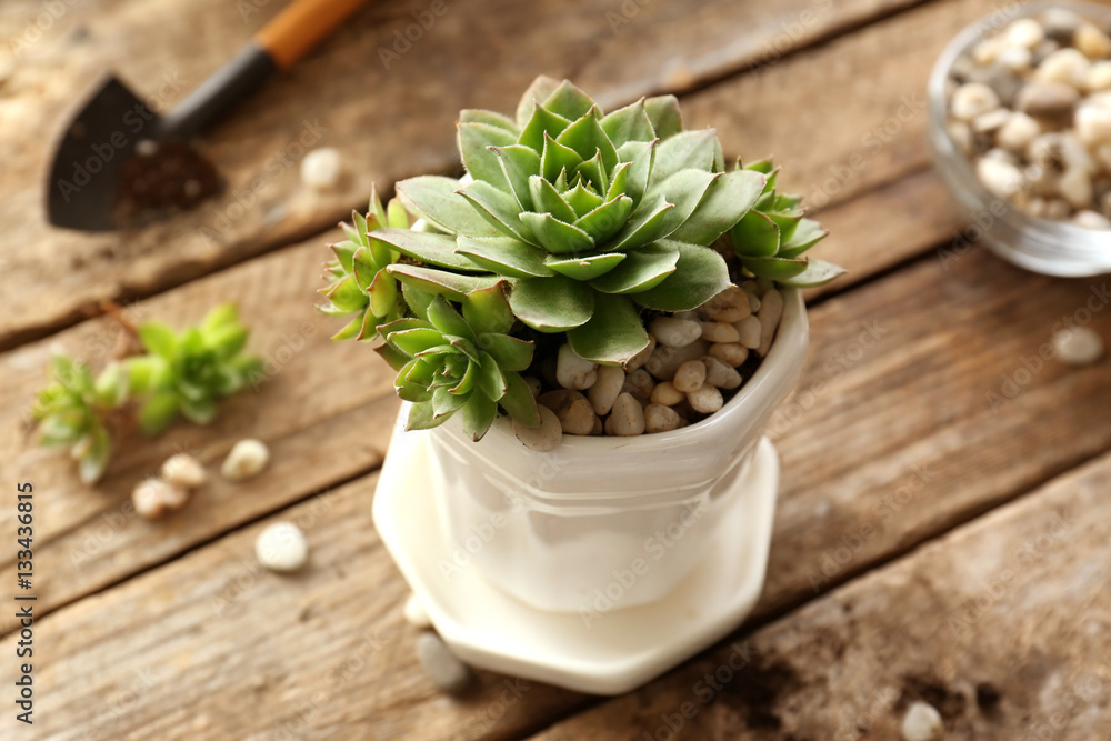 Florist concept. Replanting beautiful succulent on wooden background