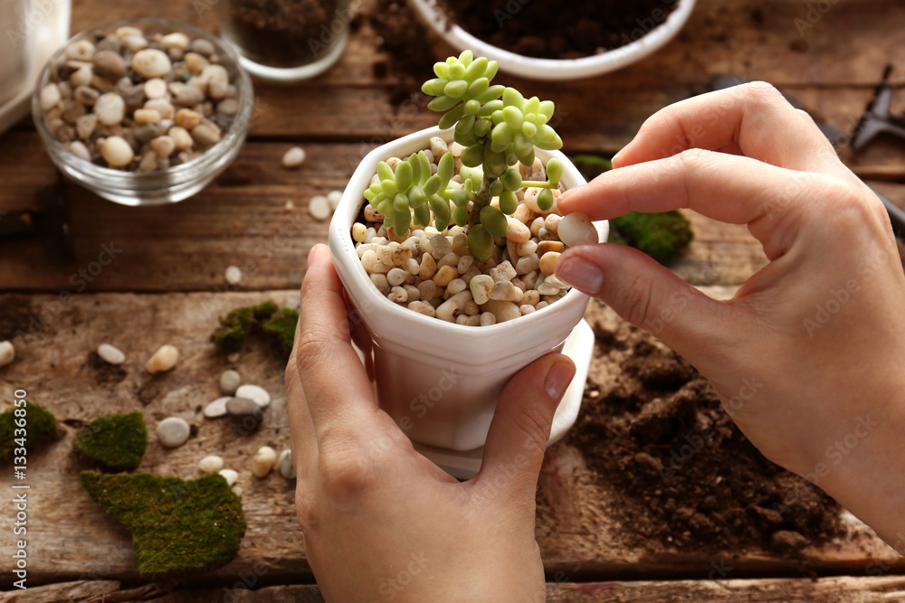 Florist replanting succulent, closeup