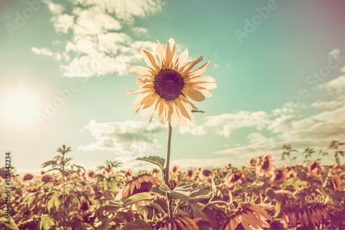 Fényképezés  One sunflower rising above the rest