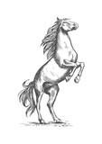 Fototapeta Konie - Rearing horse vector sketch equine horserace sport