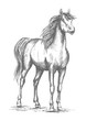 Horse foal or proud stud vector sketch for racing