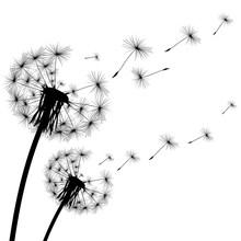 Black Silhouette Of A Dandelion On  White Background