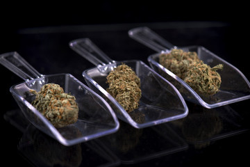 Three cannabis buds isolated over white - marijuana dispensary c