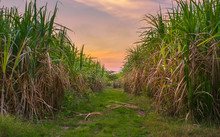 Sugar Cane With Landscape Sunset Sky Photography Nature Backgrou