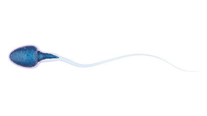 Wall Mural - blue sperm isolated on white