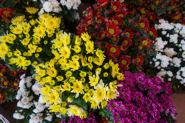 Wall Mural - beautiful colorful flowers in flower shop bacground.