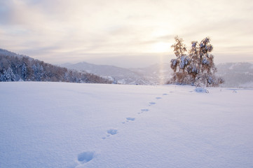 Wall Mural - Winter sunset snow field with hare trail traces on the background of frozen birch tree on top of mountain