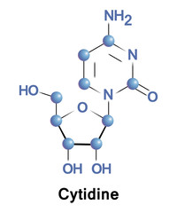 Wall Mural - Cytidine is a nucleoside molecule that is formed when cytosine is attached to a ribofuranose N1-glycosidic bond. It is a component of RNA. 