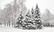 Christmas Tree In Snow Outdoors