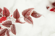 Winter Snowy Red Leafs Christmas Scene. Branches Covered With Fr