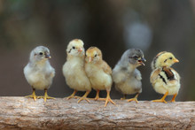 Cute Chicks On Nature Background