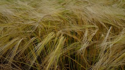 Poster - barley blowing in the wind