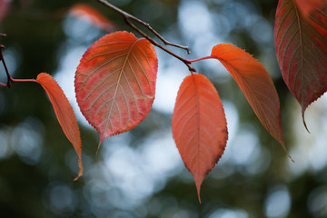 Wall Mural - Colorful autumn landscape colorful aspen leaves macro view. Selective focus. Shallow depth field.