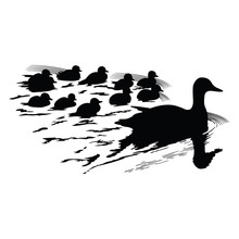 Mother Duck With Little Ducklings Swimming - Vector Silhouette