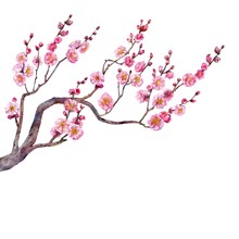 Blossom Branch Of Japanese Plum. Watercolor.