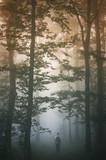 Fototapeta Na ścianę - Fog in mysterious forest. Man walking between trees on forest road on misty, rainy day, gloomy natural landscape with enchanted atmosphere in morning light