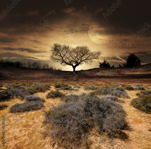 Paysage Desert Arbre Fantastique Decor Aride Sec Secheresse Climat Buy This Stock Photo And Explore Similar Images At Adobe Stock Adobe Stock