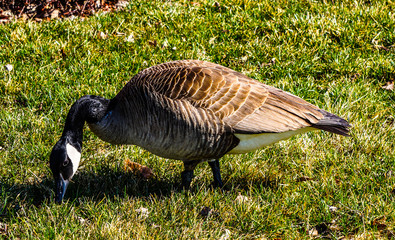 GOOSE EATING