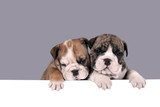 Fototapeta  - Two English bulldog puppies