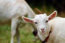 Close Up Baby Goat With Smile Face