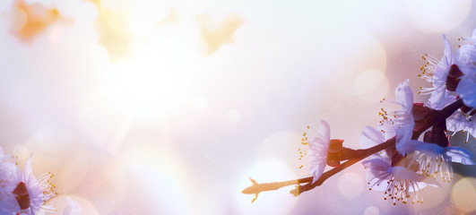 art spring flower background; easter landscape