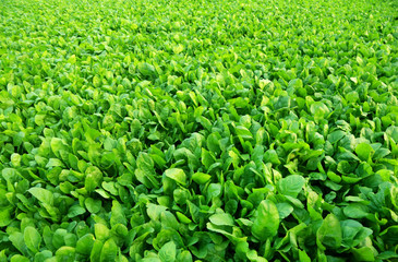 Canvas Print - Spinach field