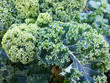 Erntereife Blätter vom Grünkohl im Winter, Wintergemüse, Kohl, Braunkohl oder Krauskohl (Brassica oleracea var. sabellica L.) Superfood aus dem eigenen Garten